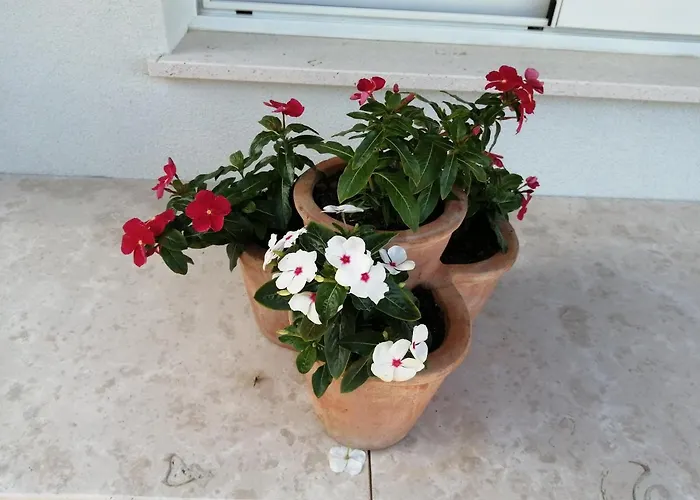Apartment Belici